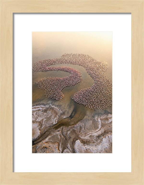 Aerial Flamingo Flock