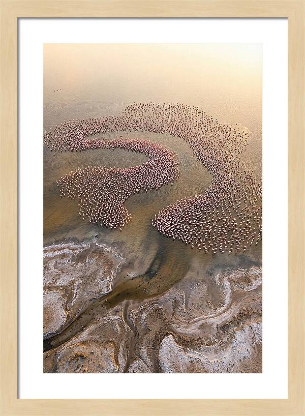 Aerial Flamingo Flock