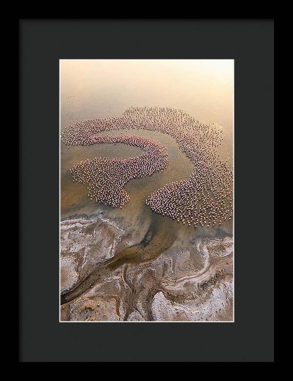 Aerial Flamingo Flock