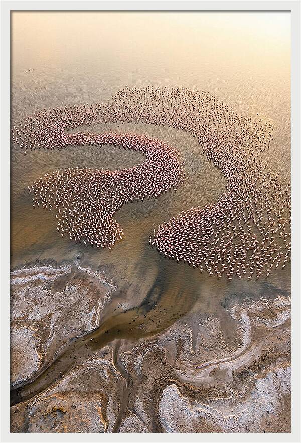 Aerial Flamingo Flock