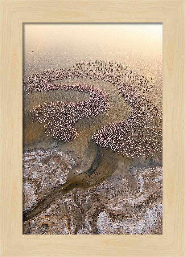 Aerial Flamingo Flock