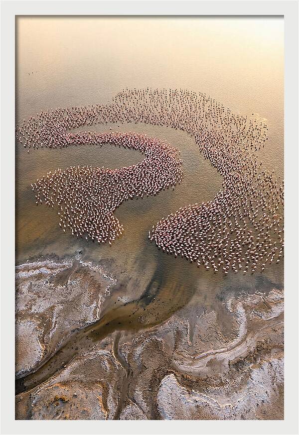 Aerial Flamingo Flock