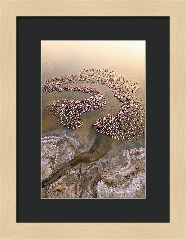 Aerial Flamingo Flock