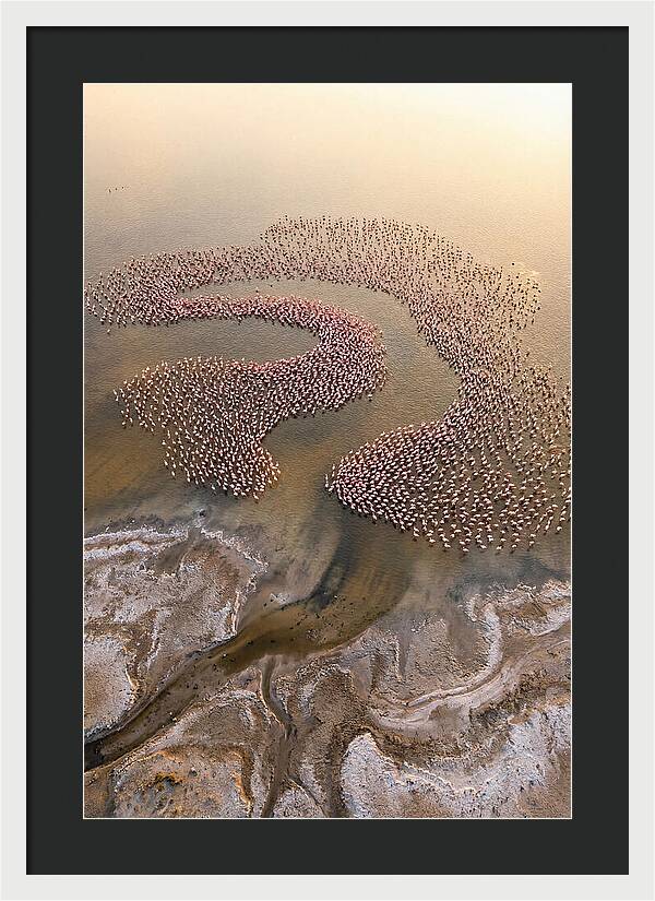 Aerial Flamingo Flock