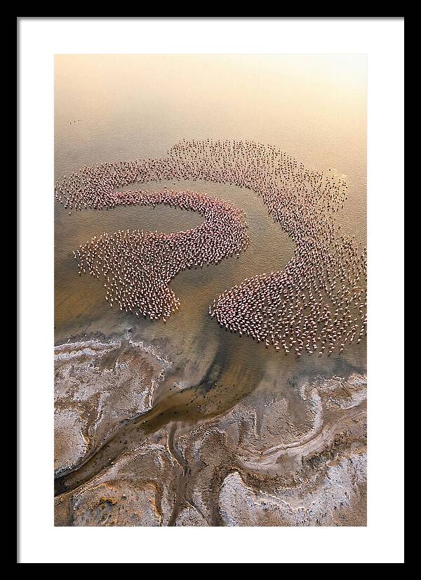 Aerial Flamingo Flock