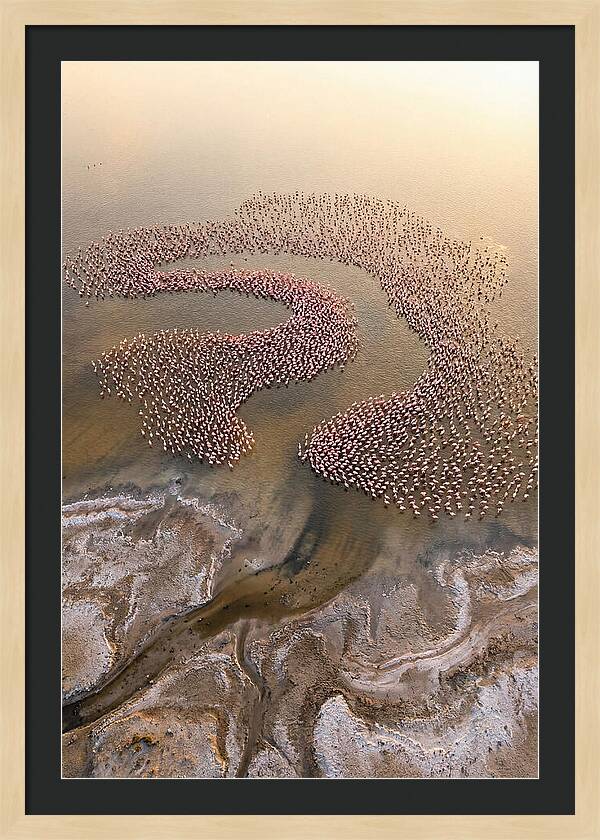 Aerial Flamingo Flock