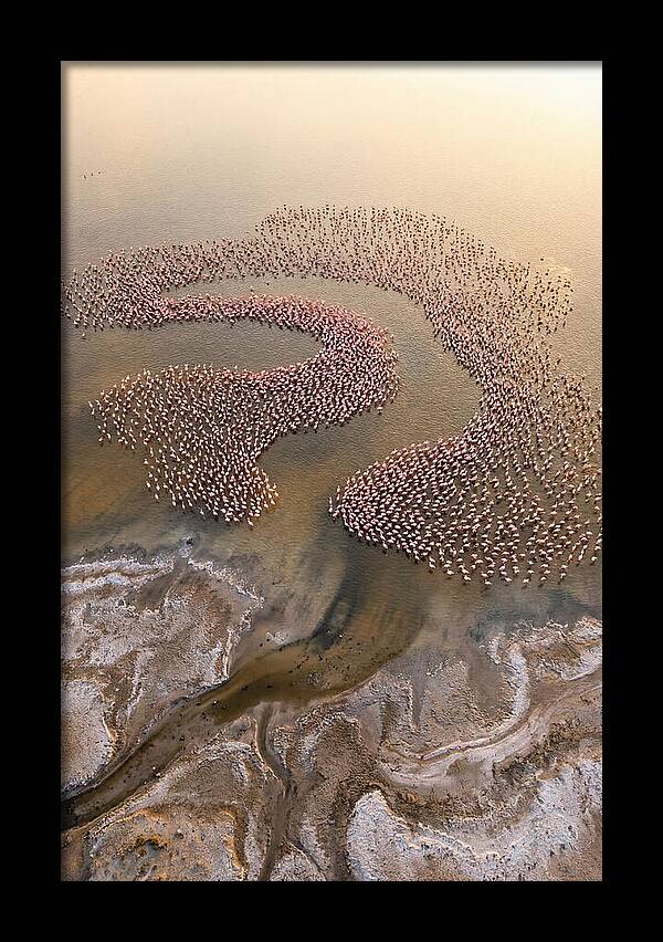 Aerial Flamingo Flock