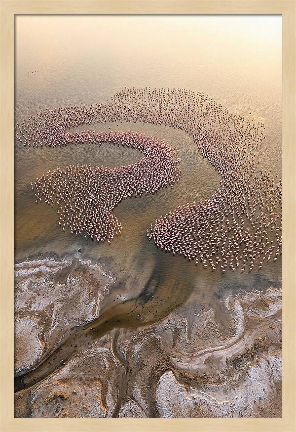 Aerial Flamingo Flock