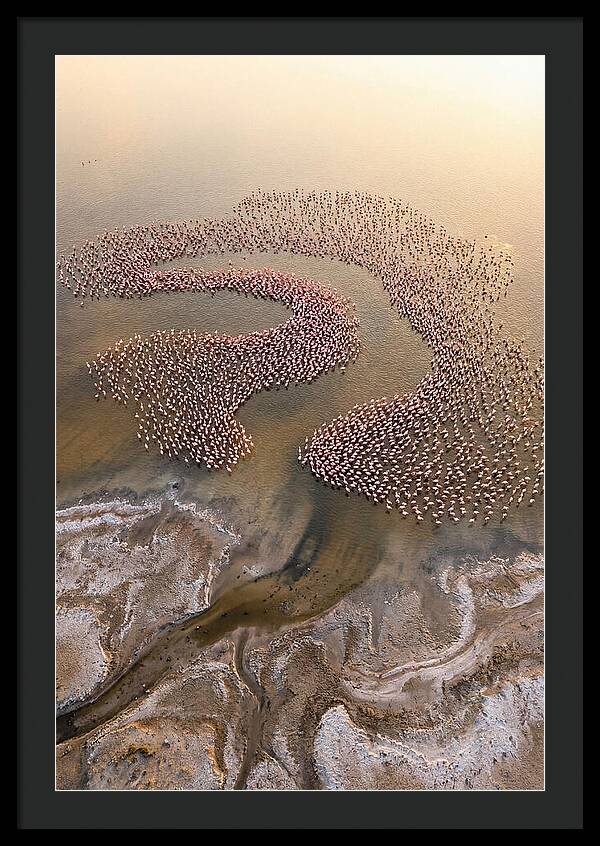 Aerial Flamingo Flock