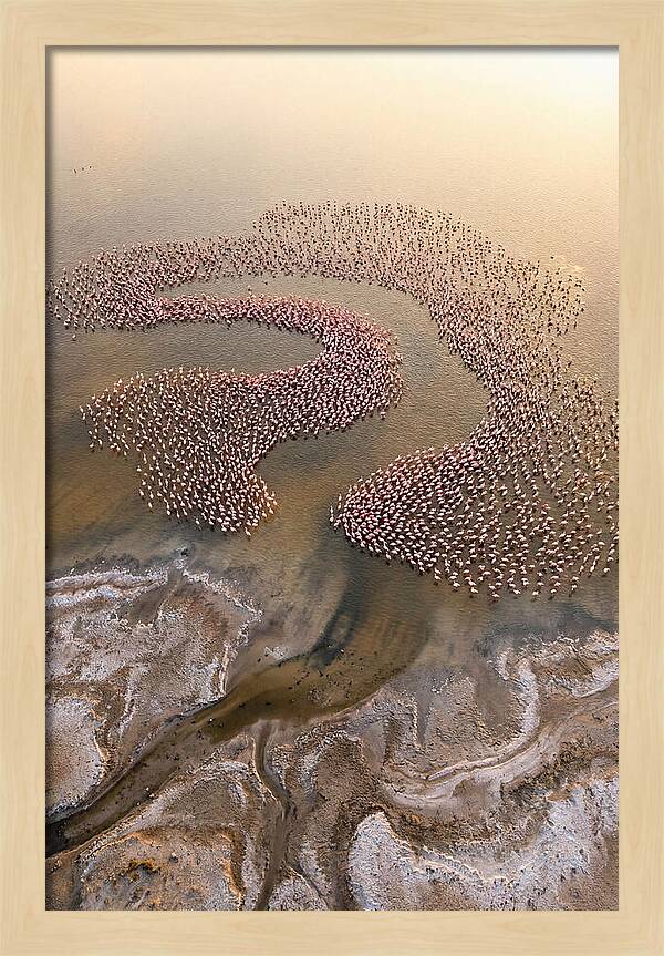 Aerial Flamingo Flock