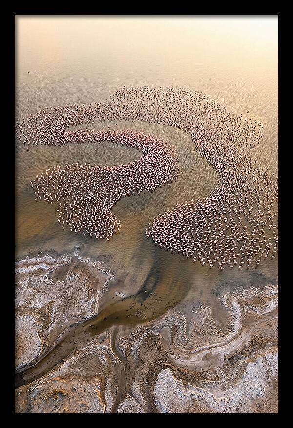 Aerial Flamingo Flock