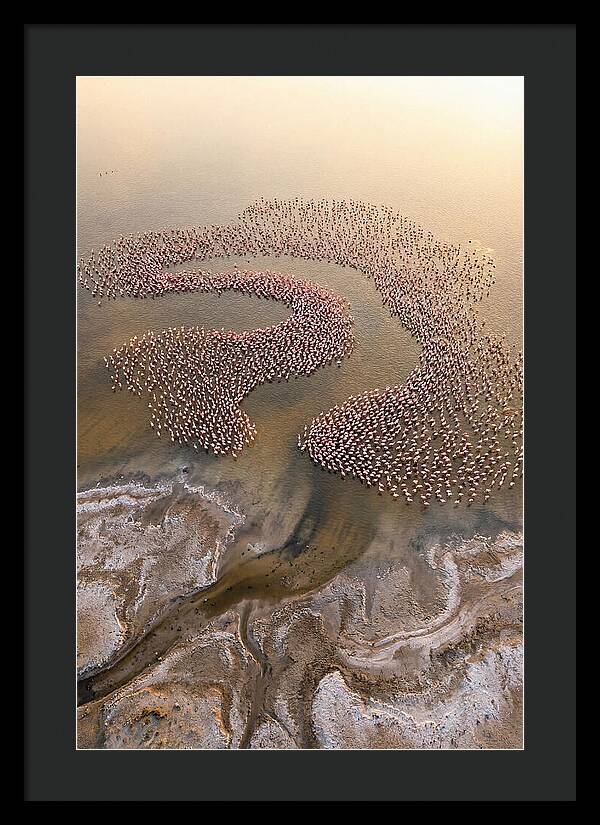 Aerial Flamingo Flock