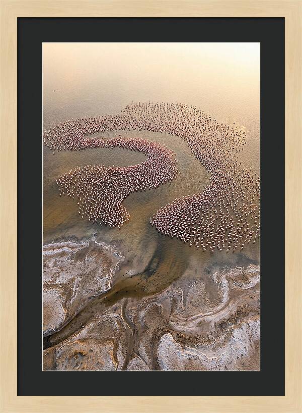 Aerial Flamingo Flock