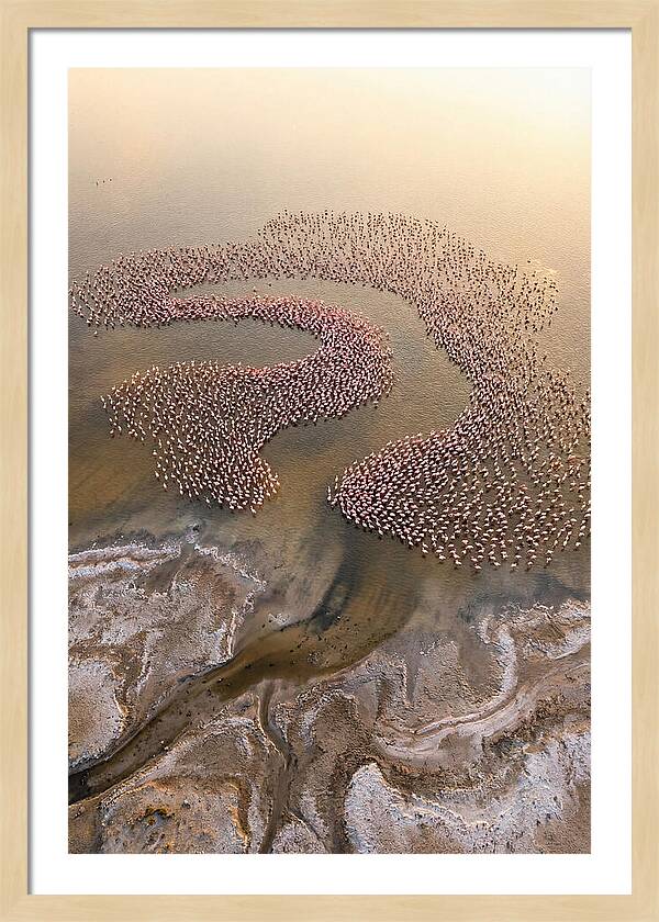 Aerial Flamingo Flock