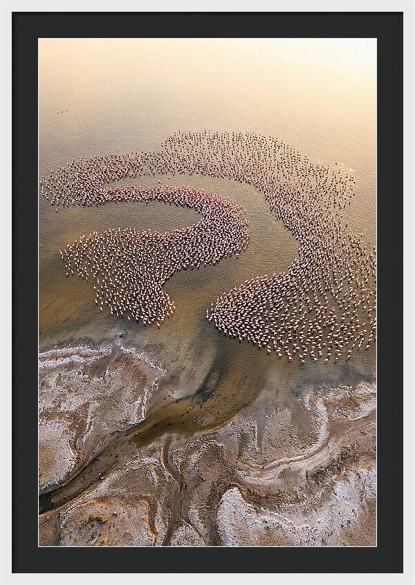 Aerial Flamingo Flock