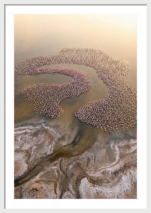 Aerial Flamingo Flock