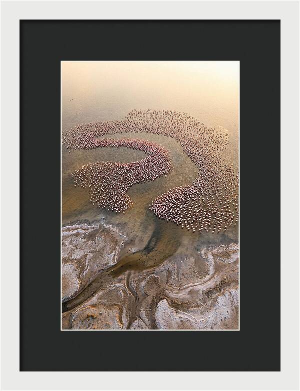 Aerial Flamingo Flock