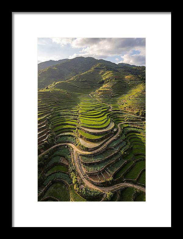 Aerial Terraced Hillside
