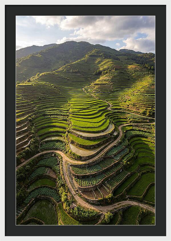 Aerial Terraced Hillside