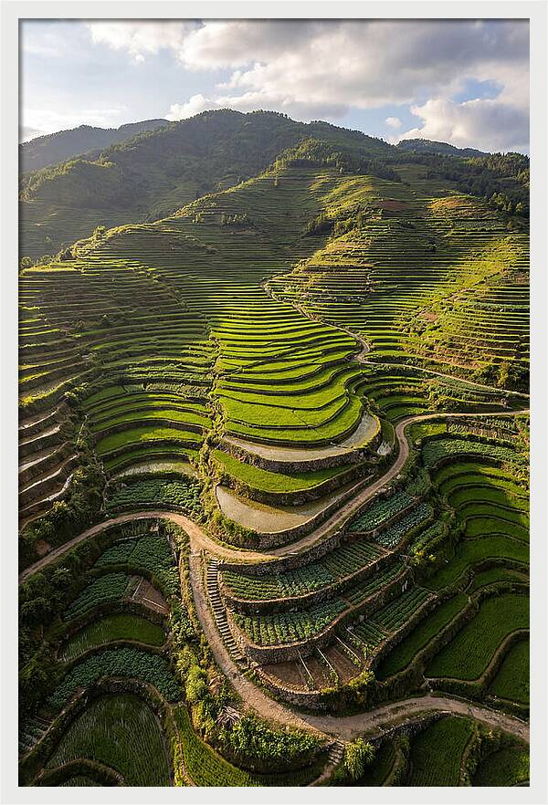 Aerial Terraced Hillside