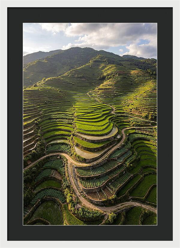 Aerial Terraced Hillside