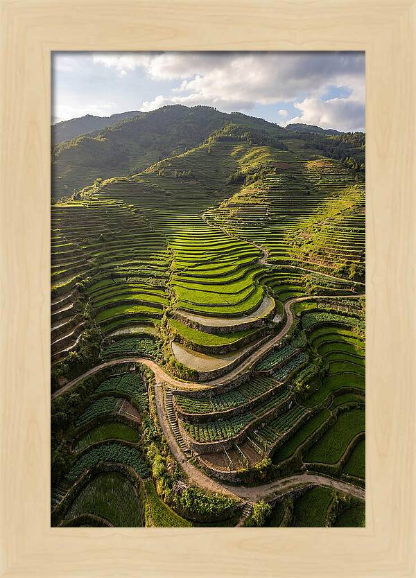 Aerial Terraced Hillside