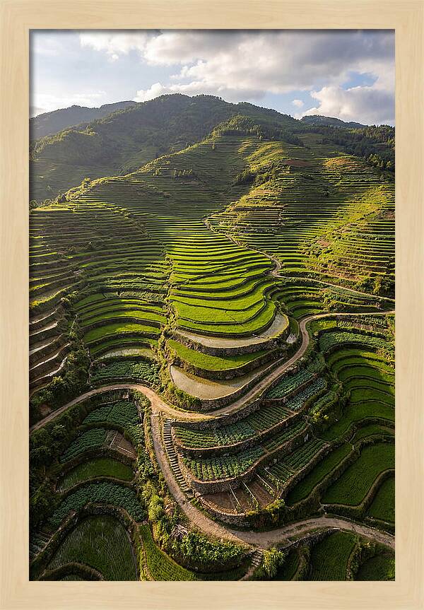 Aerial Terraced Hillside