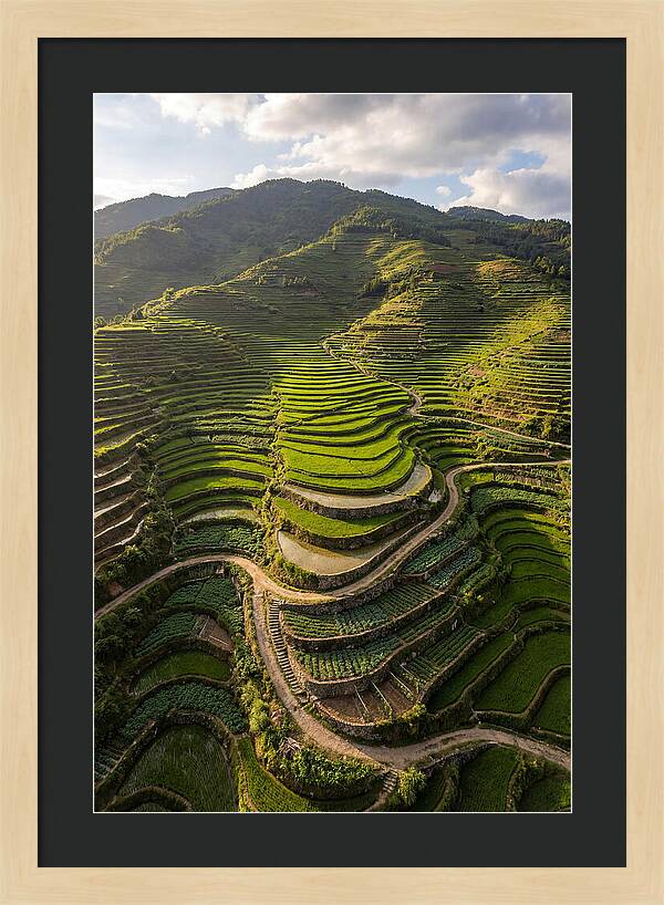 Aerial Terraced Hillside