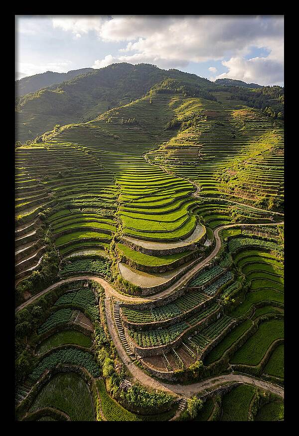 Aerial Terraced Hillside