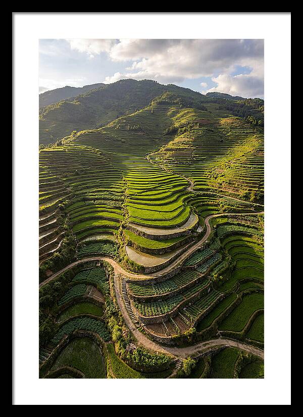 Aerial Terraced Hillside