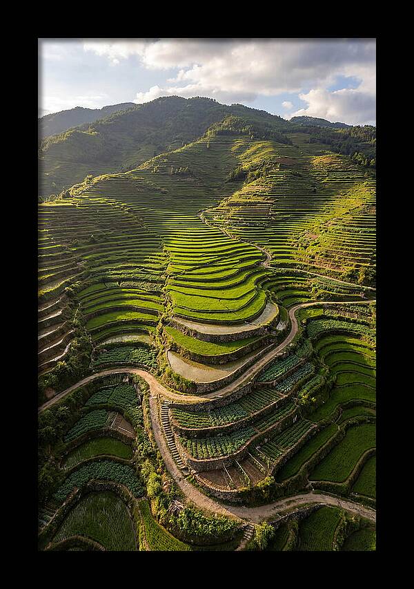 Aerial Terraced Hillside