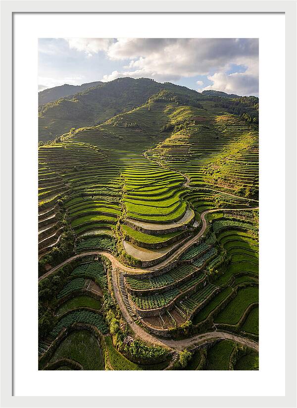 Aerial Terraced Hillside
