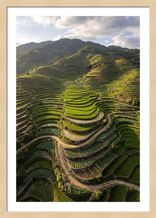 Aerial Terraced Hillside
