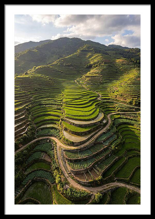 Aerial Terraced Hillside