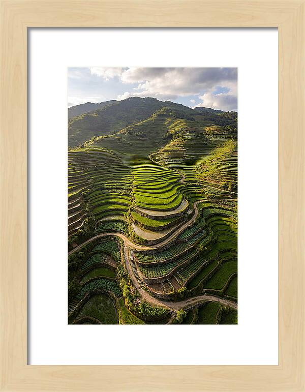 Aerial Terraced Hillside