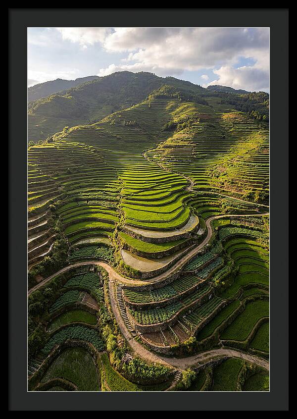 Aerial Terraced Hillside
