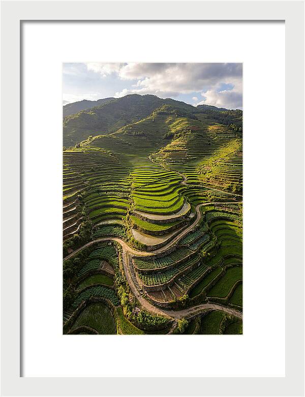 Aerial Terraced Hillside