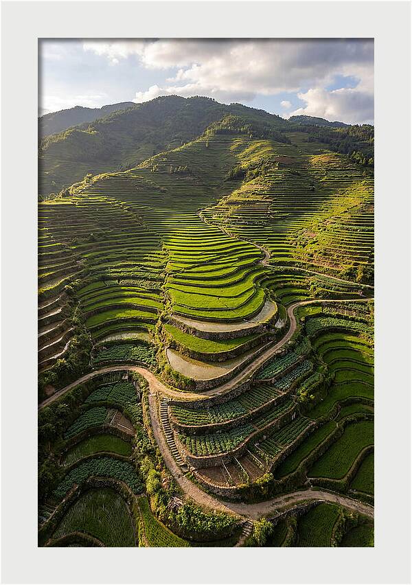 Aerial Terraced Hillside