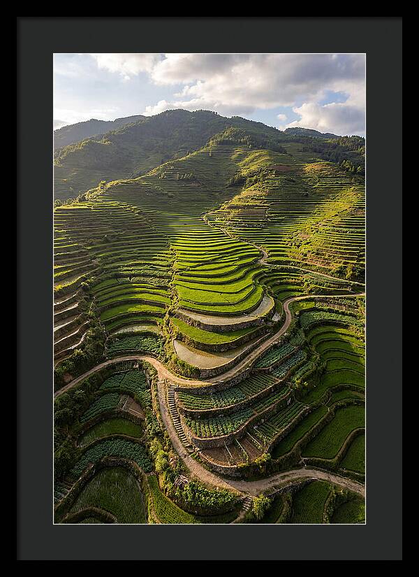 Aerial Terraced Hillside