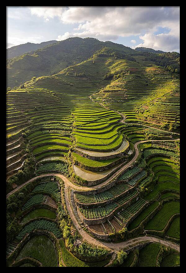 Aerial Terraced Hillside