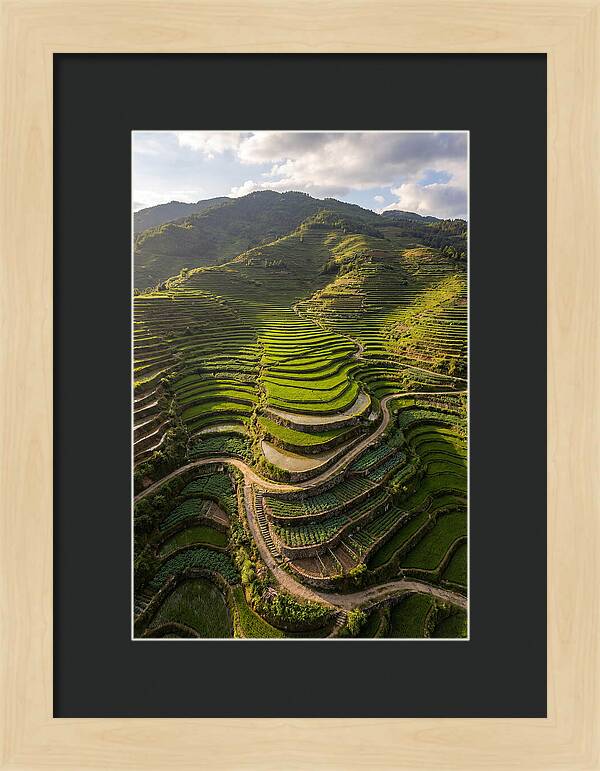 Aerial Terraced Hillside
