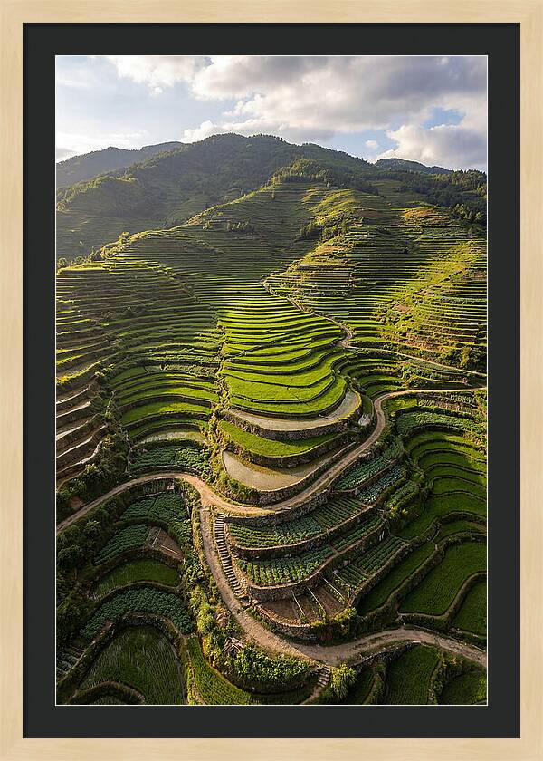 Aerial Terraced Hillside