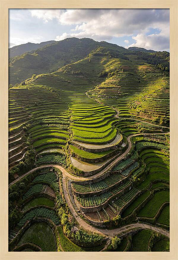 Aerial Terraced Hillside