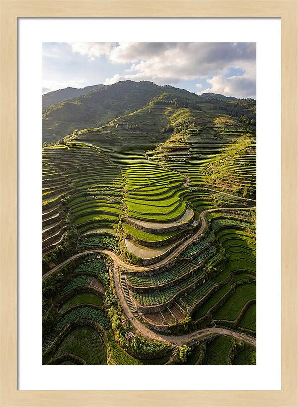 Aerial Terraced Hillside