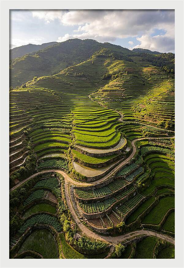 Aerial Terraced Hillside