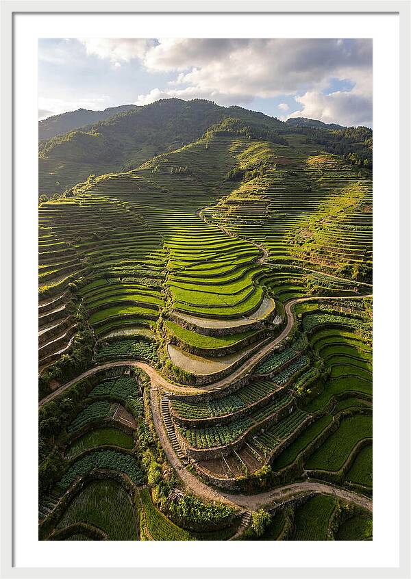 Aerial Terraced Hillside