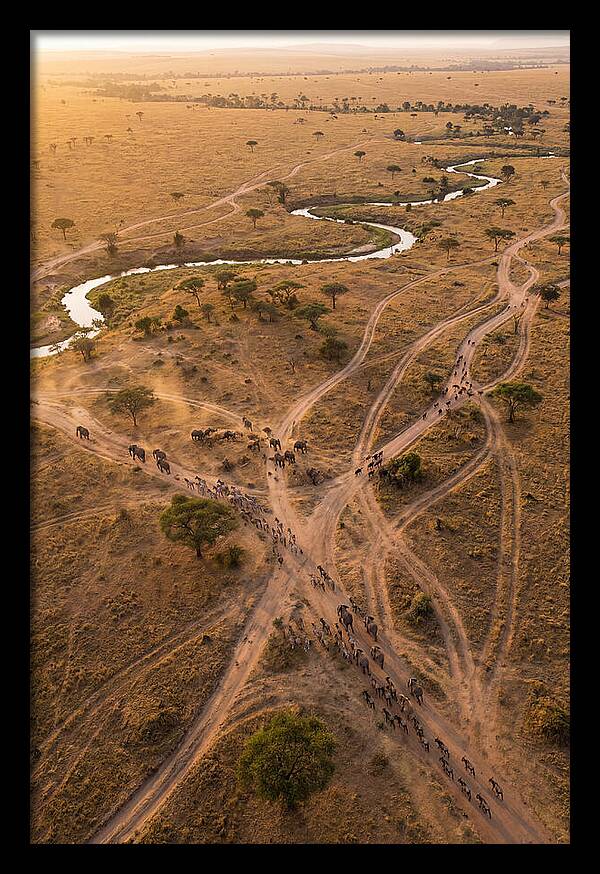 Aerial Trails Through Savanna