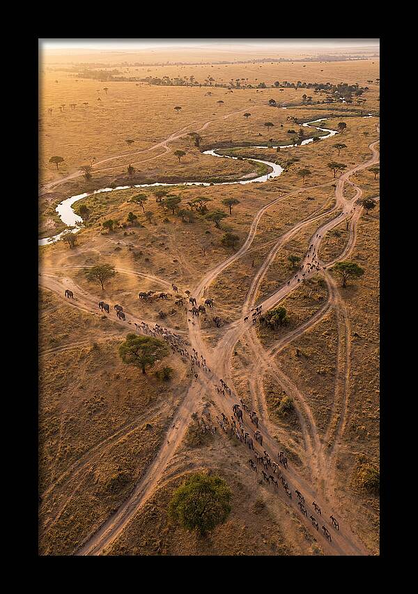 Aerial Trails Through Savanna