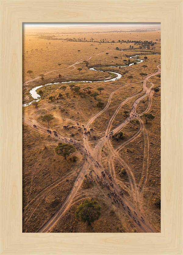 Aerial Trails Through Savanna