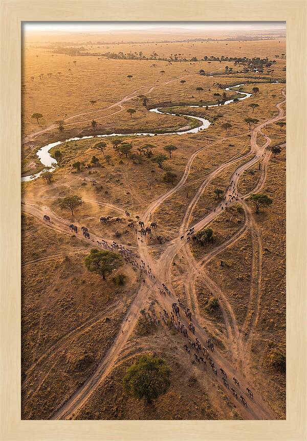 Aerial Trails Through Savanna